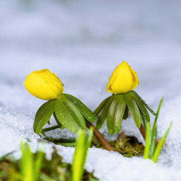 Yellow winter aconite flowers in the snow