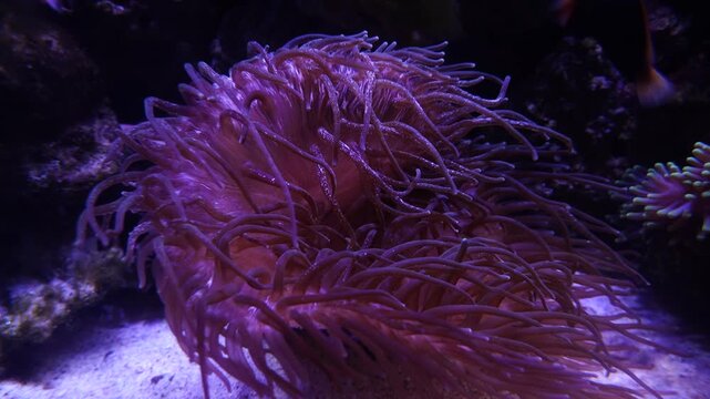 Clownfish Hiding Inside Anemone in Aquarium | 4K Underwater Stock Footage