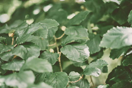 Close-up of parrotia leaves with soft natural light in green foliage