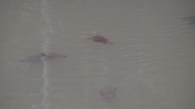 saw shelled turtle, Myuchelys latisternum, in Eacham lake in the crater lakes national park of Queensland, a popular travel destination, Australia.