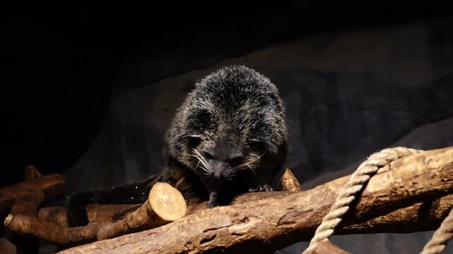 Binturong Resting on Tree Branch, Captive Wildlife Portrait, High Quality