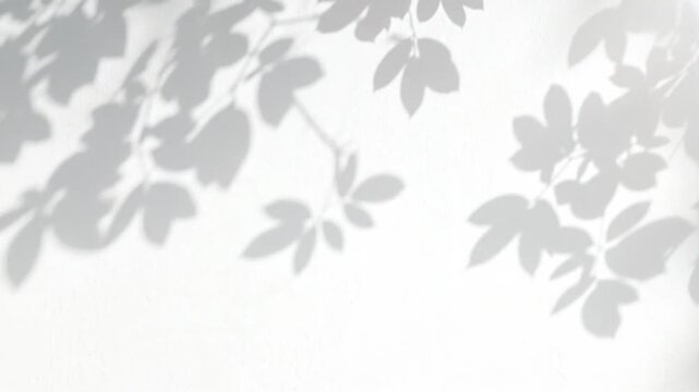 Shadows of leaves on a white background, creating a natural and minimalist aesthetic.