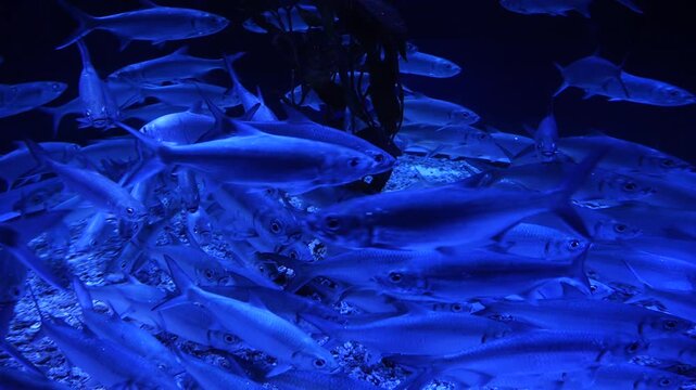 Silver Fish School Swimming Underwater in Blue Light Aquarium - 4K
