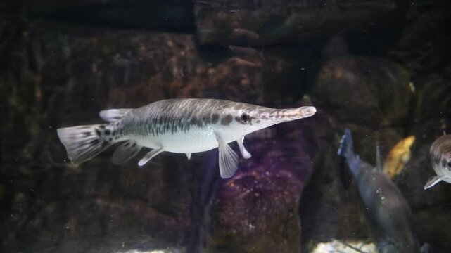 Alligator Gar Slowly Swimming in Aquarium Tank, Indonesia, 4K