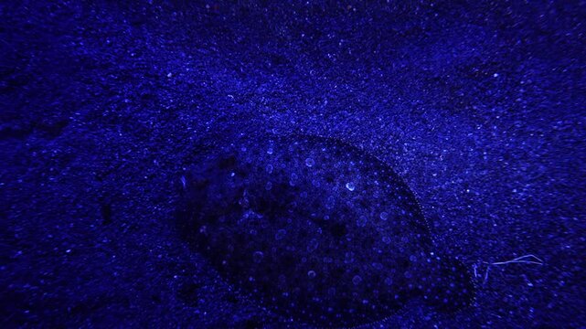 Flounder Camouflaged on Seabed, Illuminated with Blue Light, Indonesia, 4K