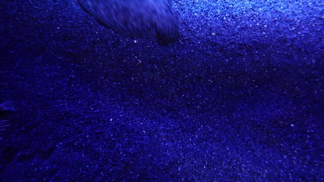 Flatfish Moving on Ocean Floor in the Deep Blue Water - 4K