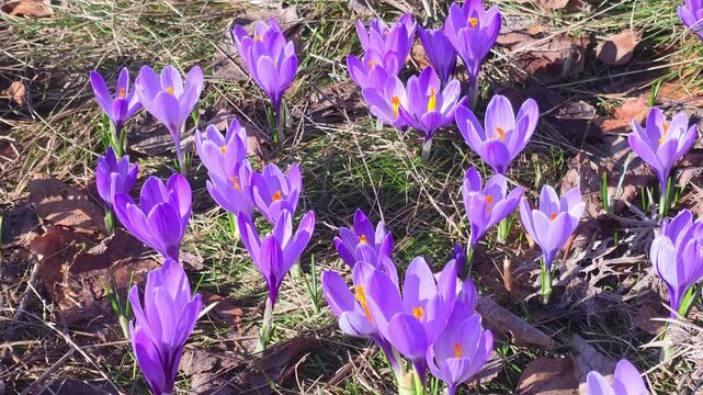 Beautiful Group of Purple Crocus Flowers Blooming in a Sunny Wild Grass Meadow During Early Spring Season