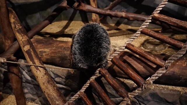Binturong Climbs on Wooden Ladder in Captivity at Zoo Enclosure - 4K