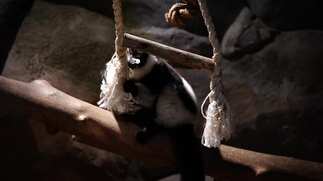Ruffed Lemur Climbing on Rope Ladder in Zoo Habitat - Cinematic 4K
