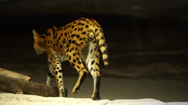 Serval Cat Walking in a Captive Environment in 4K High Quality