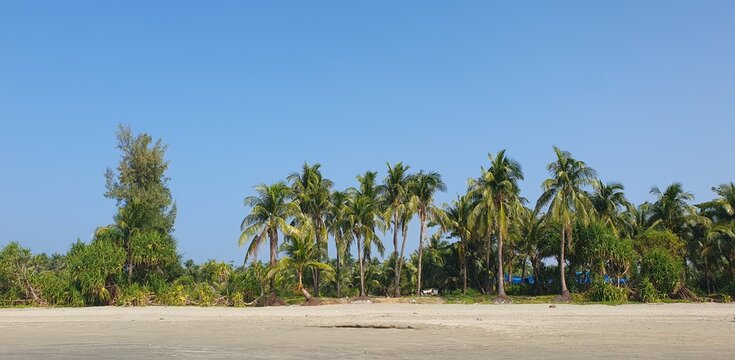 A peaceful tropical beach scene with green Coconut trees under a clear blue sky at Saint Martin's Island which is the only coral island of Bangladesh.