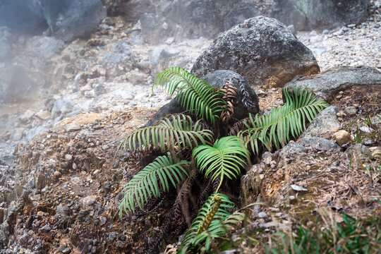plant growing in sulphuric soil geothermal