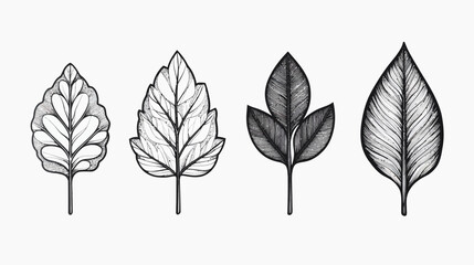 Obraz premium Four stylized leaves of varying shapes and shade detail, line-drawn on white
