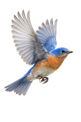 Eastern bluebird in mid-flight with wings spread against png isolated transparent black background © PNG Studio 99