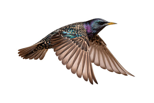 European starling bird in flight with iridescent plumage against black png isolated transparent