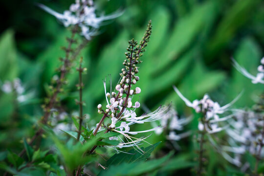 close up of cats whiskers java tea plant