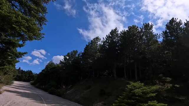 POV camera movement driving  at a road in a fir forest on a cloudy day.