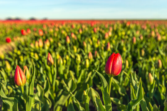 Budding and flowering tulips in the foreground of a large field of a specialized Dutch flower bulb nursery.