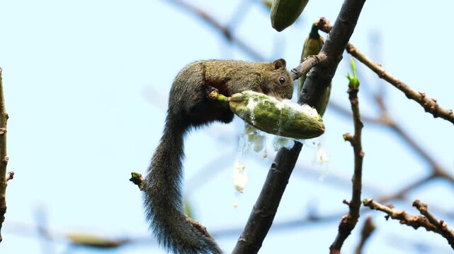 Plantain Squirrel Eating Fruit on Tree Branch, Callosciurus Notatus Feeding in Wild, Cute Rodent Foraging in Nature, Wild Squirrel with Fluffy Tail Eating Seed Pod, Tropical Wildlife Behavior