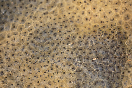 Close up of frog spawn in water. Many small black eggs in gelatinous clusters. Nature macro.  Germany.