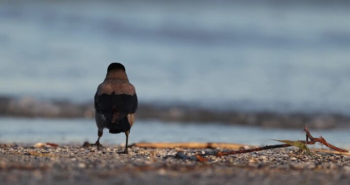 Hooded Crow (Corvus cornix) Calling and Cawing on the Seashore