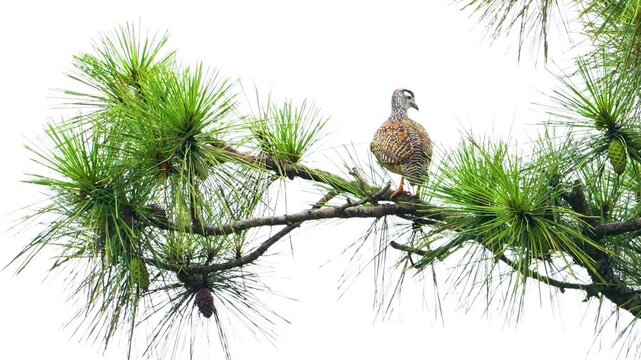 Chinese Francolin Perched on Pine Tree Branch, Francolinus Pintadeanus Wild Bird in Nature, Spotted Gamebird in Coniferous Forest, Wildlife Birdwatching Scene, Exotic Bird on Pine Needle