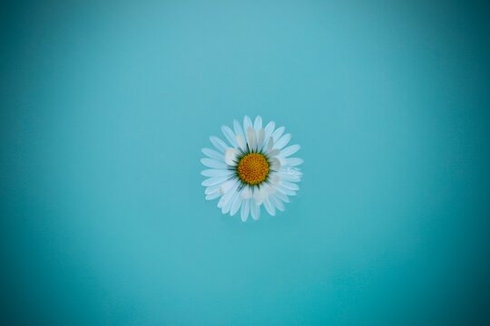 daisy