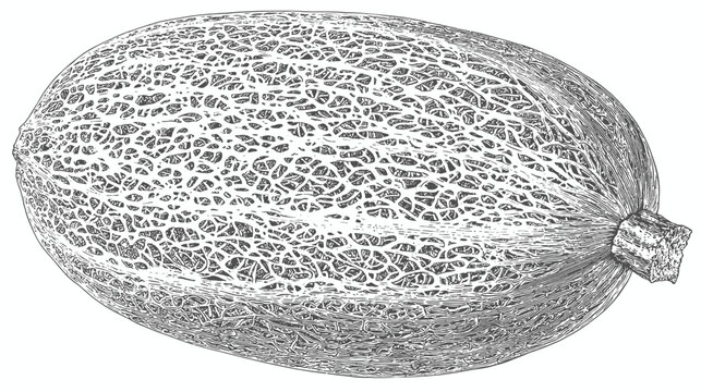 Artistic black and white illustration of a ripe cantaloupe with textured rind