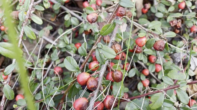 Red cotoneaster berries on branches in late autumn garden