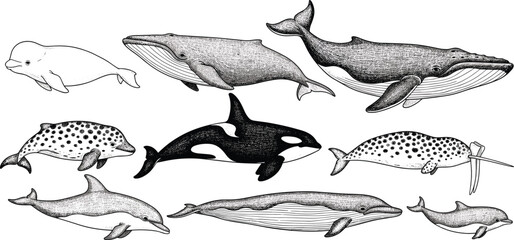 Detailed black and white illustration of whales dolphins and porpoises including beluga humpback killer whale narwhal and spotted dolphins showcasing diverse cetacean species anatomy © IconicCreations
