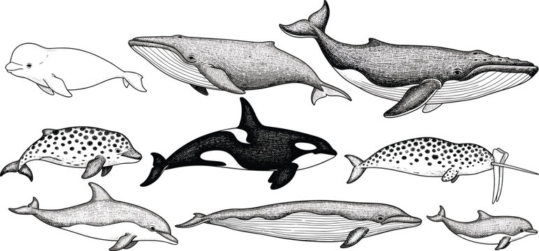 Detailed black and white illustration of whales dolphins and porpoises including beluga humpback killer whale narwhal and spotted dolphins showcasing diverse cetacean species anatomy