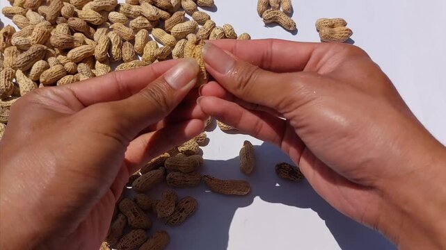Close-up of human hands meticulously shelling numerous raw peanuts, revealing the edible kernels scattered across a clean white surface, highlighting a natural food preparation process