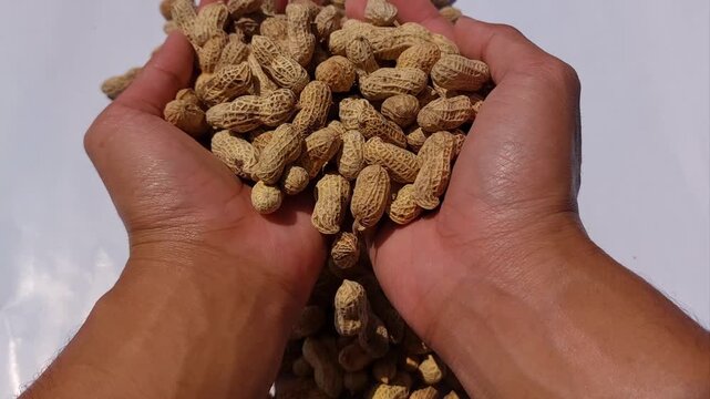 Close-up of two hands carefully holding a generous heap of freshly harvested raw peanuts in their shells, showcasing nature's bounty and healthy snacking