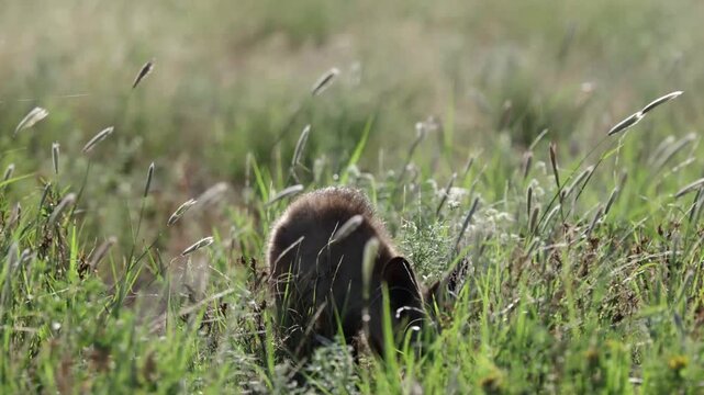 A bat-eared fox dropping its ears