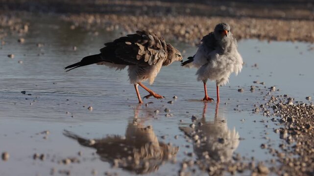  Southern pale chanting goshawk adult and immature in water.