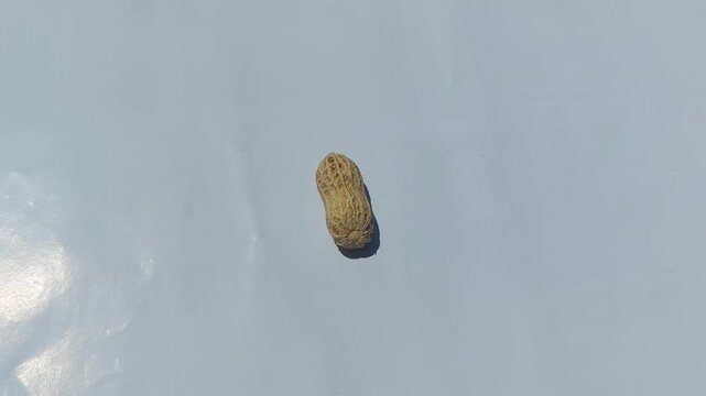 A single peanut, isolated on a plain background, showcasing its textured shell and oblong shape, perfect for food or agricultural themes