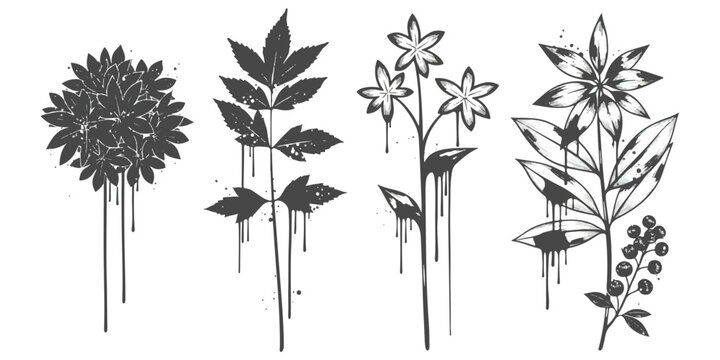 A set of four distinct botanical illustrations featuring artistic paint drip effects on white