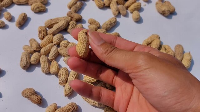 Close-up shot of a hand gently holding a single fresh raw peanut pod, with numerous unpeeled peanuts spread out on a white surface for natural sun-drying after harvest
