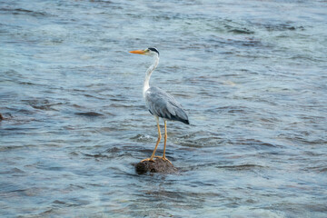 Fototapeta premium Great blue heron on the beach