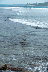 Fototapeta premium Great blue heron on the beach