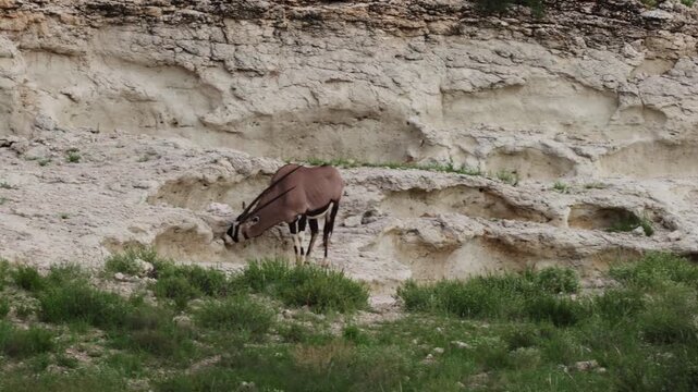 A gemsbok licking the mineral-rich stone