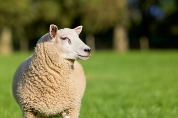 Naklejka premium A contented sheep stands in a lush green pasture on a sunny day, looking peacefully to the side. Its thick wool coat is creamy white.