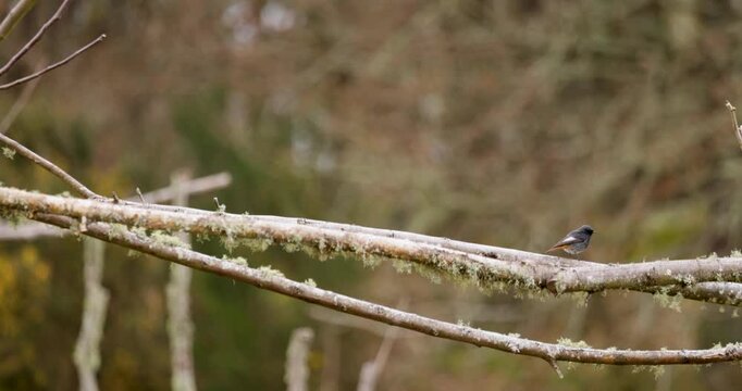 Black redstart bird perching on a mossy branch and flying away