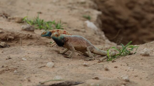  Common ground agama male and female