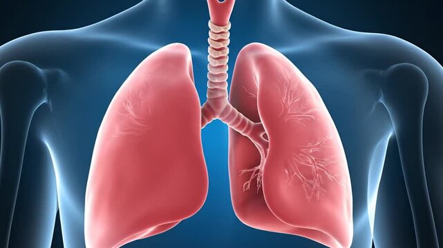 Medical illustration of human lungs with airways and ribcage structure