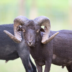 Close-up portrait of a majestic black ram with prominent curled horns looking directly at the camera. The animal stands outdoors, featuring a thick, dark wool fleece and an alert, strong expression.  © erwin