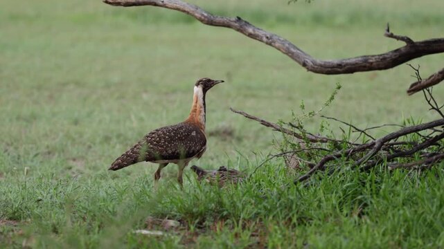 Ludwig's Bustard on the move