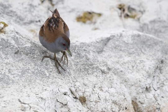 Male Little Crake (Zapornia parva) foraging on white rocky ground