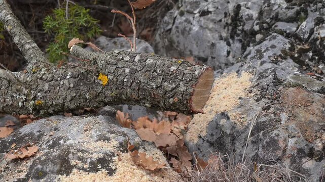 cutting wood