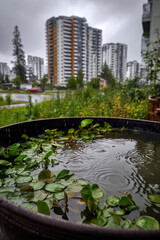 Fototapeta premium Urban permaculture garden with water barrel and floating green leaves in foreground, high rise apartment buildings and cloudy sky in background, peaceful rainy day